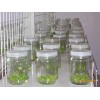 組培瓶生產(chǎn) 廠家 提供組培瓶，蘭花瓶，蟲草瓶